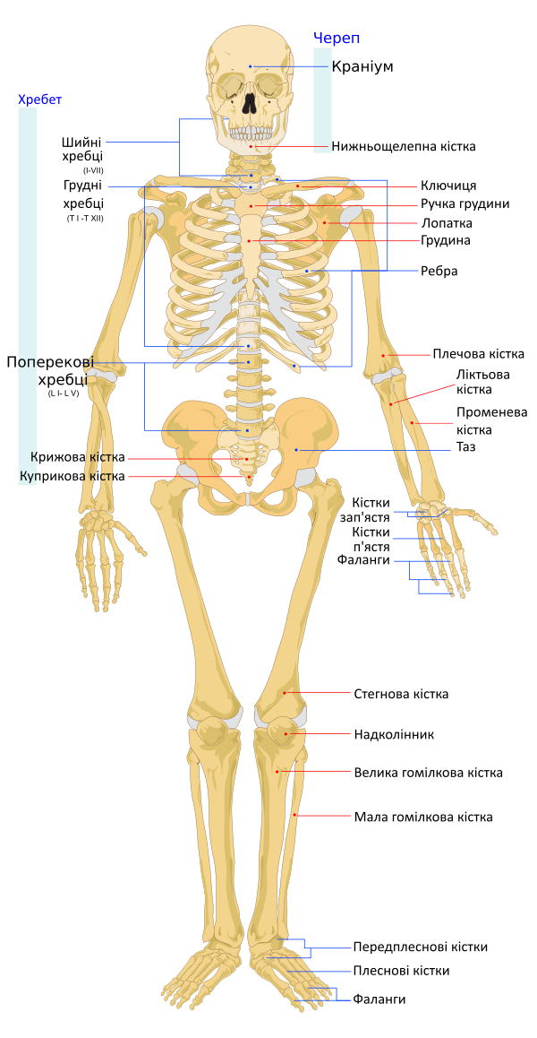 Human Skeleton Front Uk