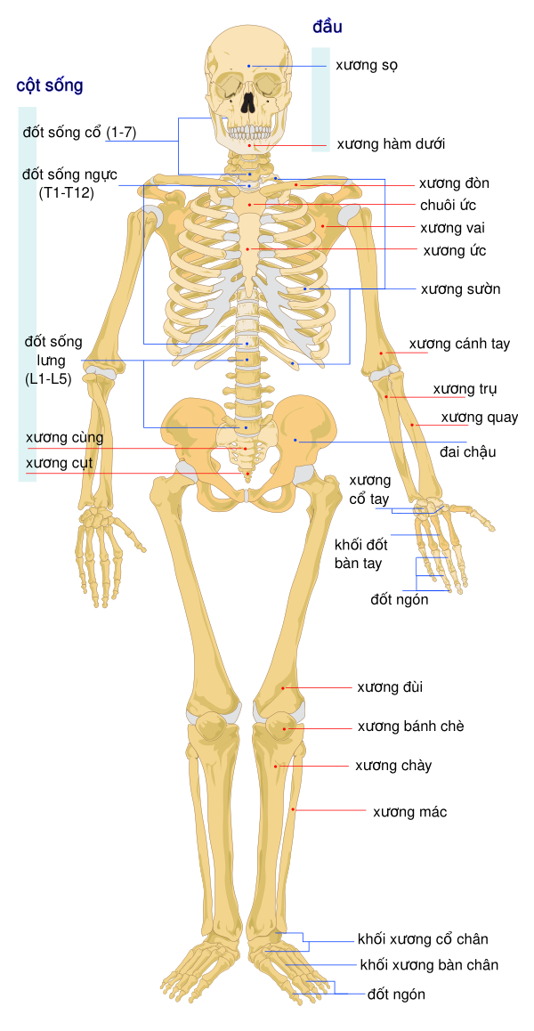 Human Skeleton Front Vi