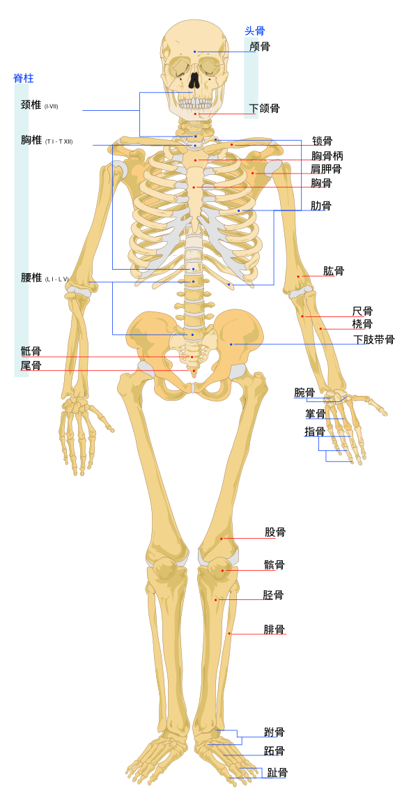 Human Skeleton Front Zh
