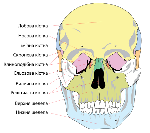 Human Skull Front Bones Uk Vector