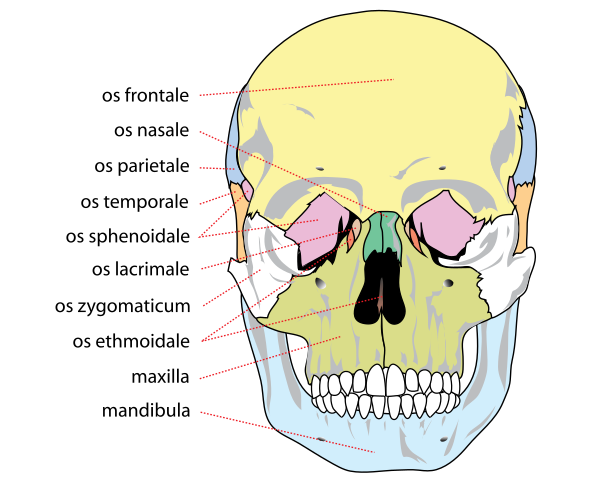 Human Skull Front Bones