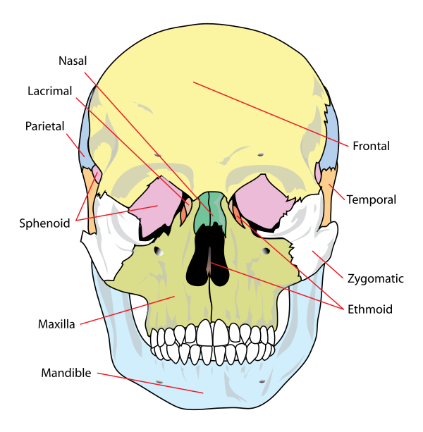 Human Skull Front Simplified (bones)