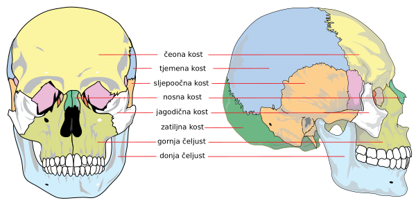 Human Skull Hr