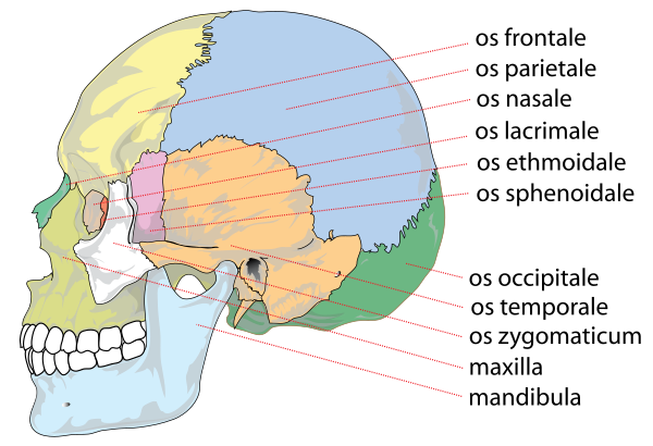Human Skull Side Bones