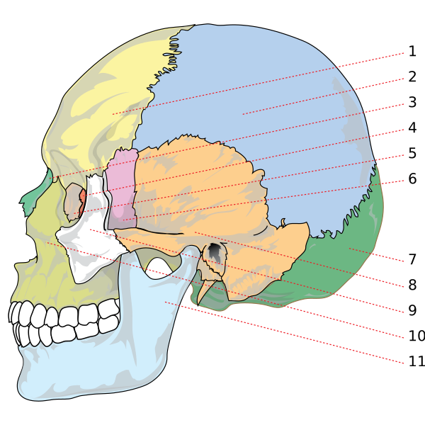 Human Skull Side Bones Numbered