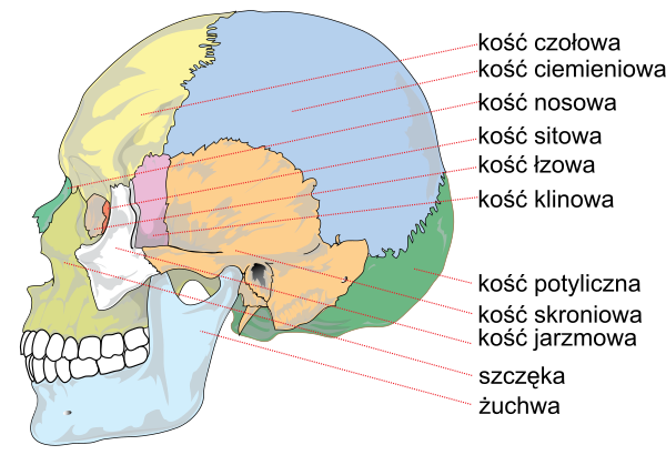 Human Skull Side Bones Pl