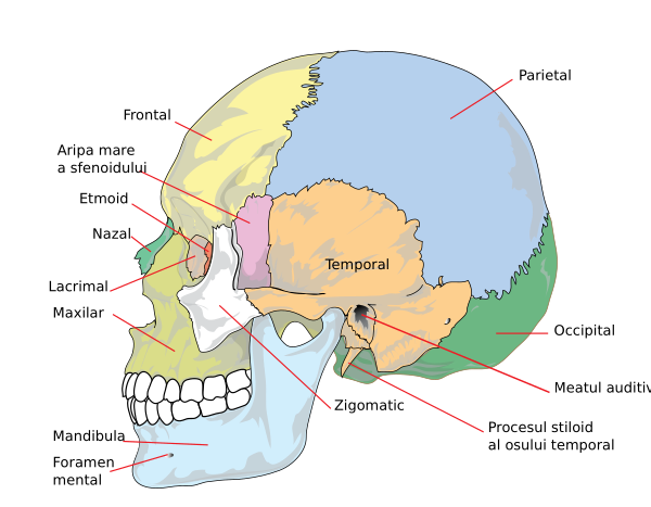 Human Skull Side Ro