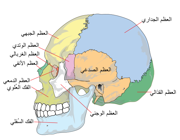 Human Skull Side Simplified (bones) Ar