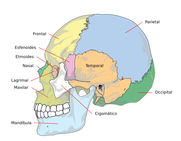 Human Skull Side Simplified (bones) Es