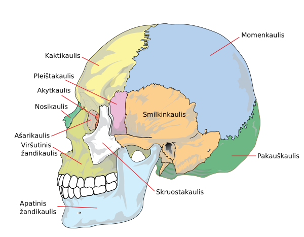 Human Skull Side Simplified (bones) Lt Vector