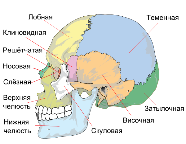 Human Skull Side Simplified (bones) Ru