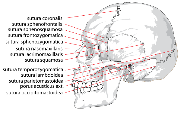 Human Skull Side Suturas