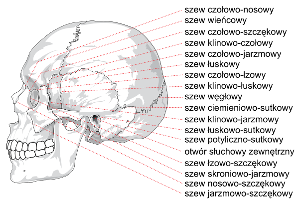 Human Skull Side Suturas Right Pl