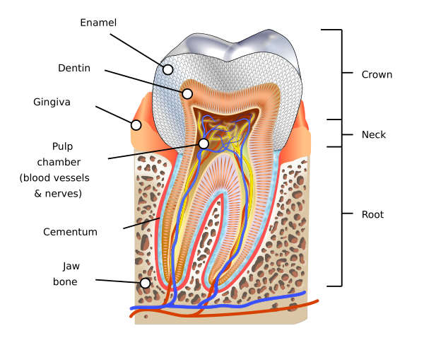 Human Tooth Diagram En