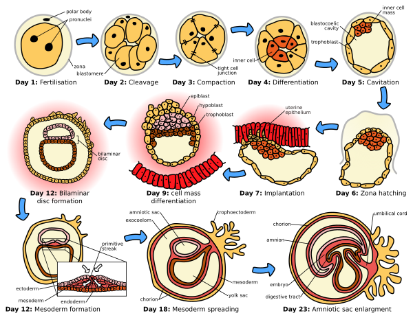 HumanEmbryogenesis