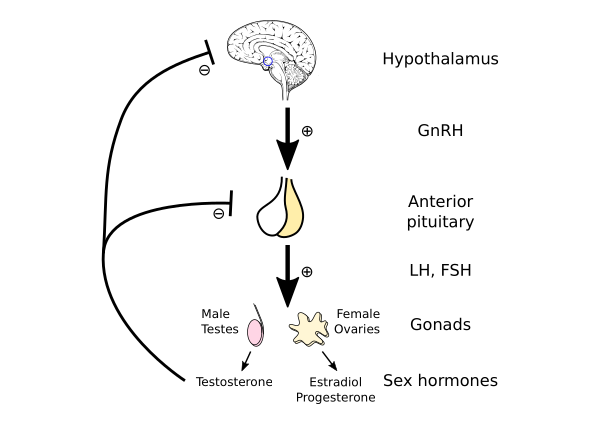 Hypothalamic–pituitary–gonadal Axis