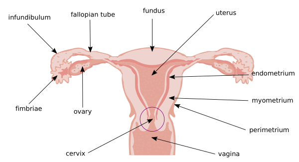 Illu Cervix