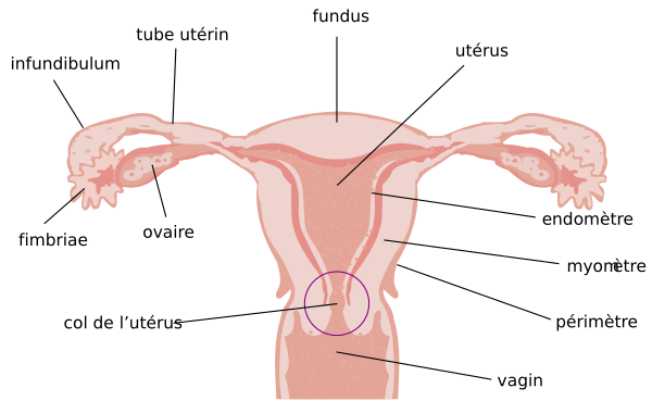 Illu Cervix Fr