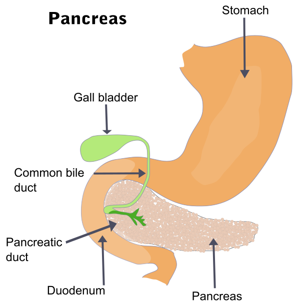 Illu Pancrease