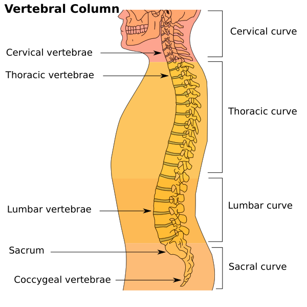 Illu Vertebral Column
