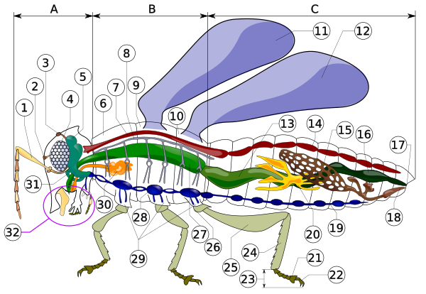 Insect Anatomy Diagram