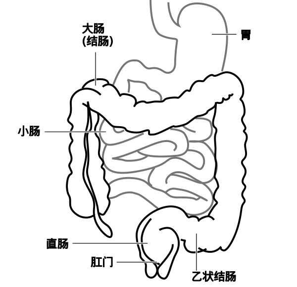 Intestine Diagram Zh