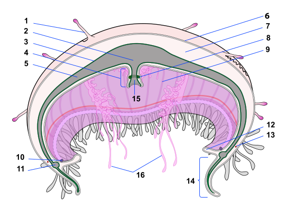 Jellyfish Cross Section Numbered