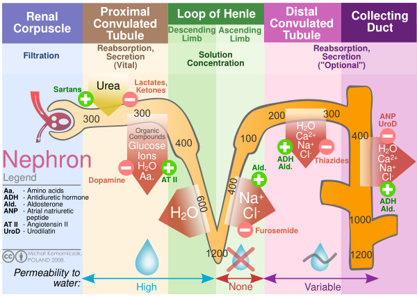 Kidney Nephron Molar Transport Diagram