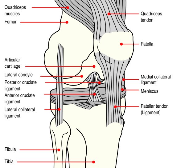 Knee Diagram