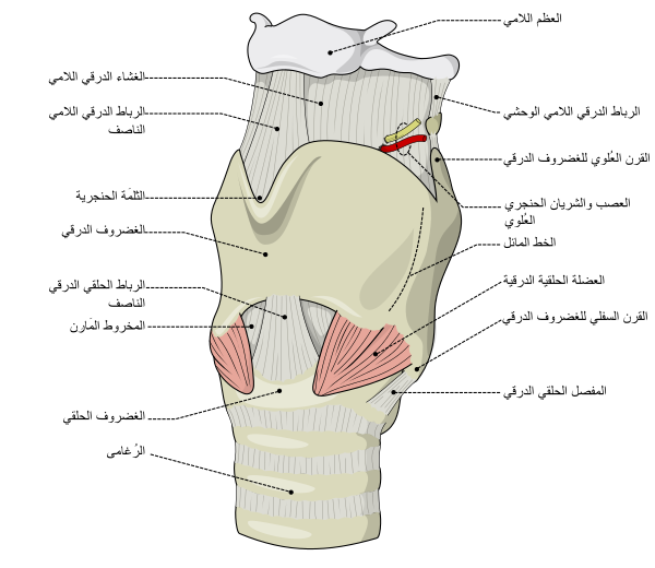 Larynx External Ar