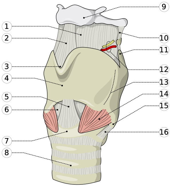 Larynx External Base