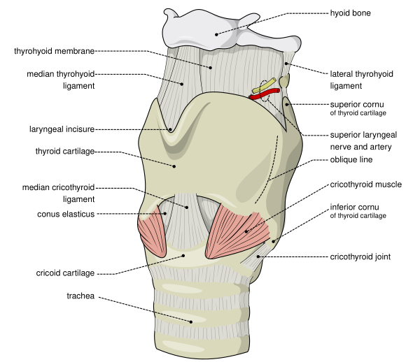 Larynx External En