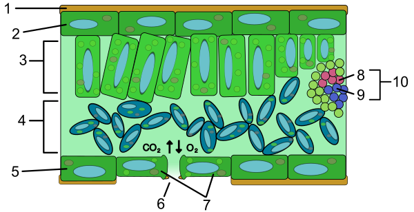 Leaf Anatomy Numberated