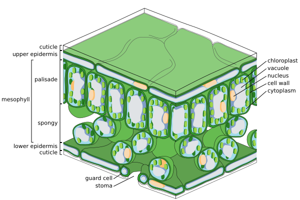 Leaf Tissue Structure
