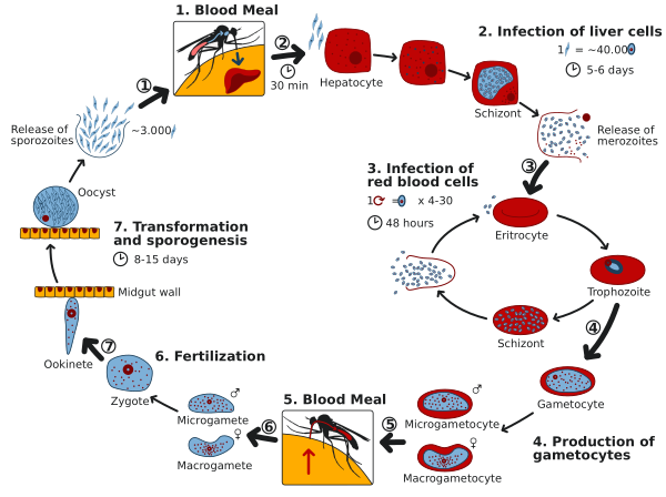 Life Cycle Of The Malaria Parasite