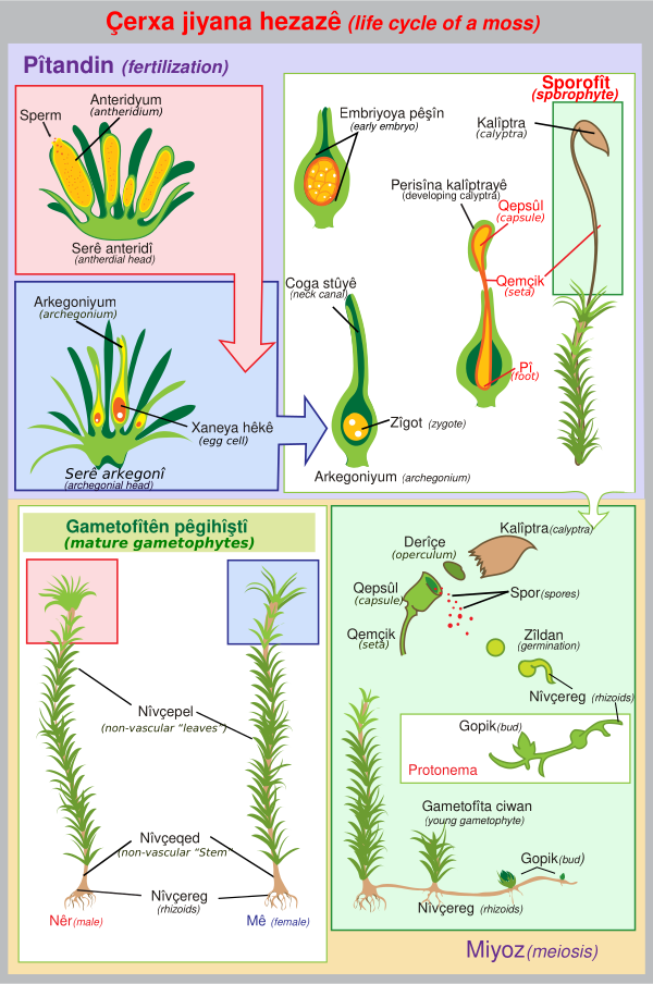 Lifecycle Moss Svg Diagram Ku