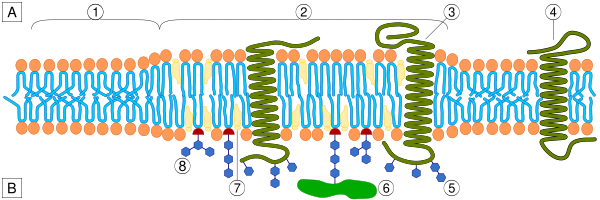 Lipid Raft Organisation Scheme