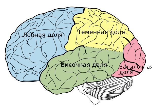 Lobes Of The Brain Rus