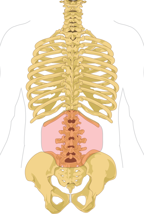 Lumbar Region In Human Skeleton