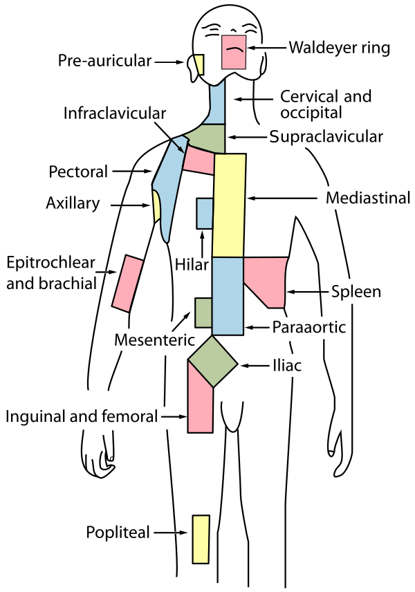 Lymph Node Regions