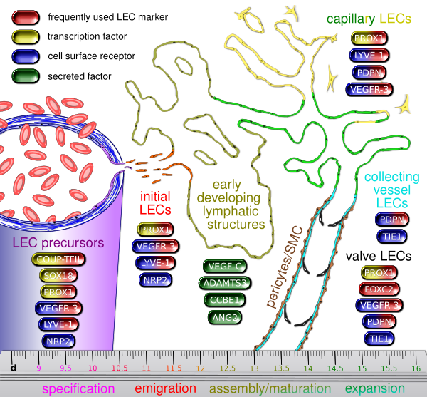 Lymphatic Molecules