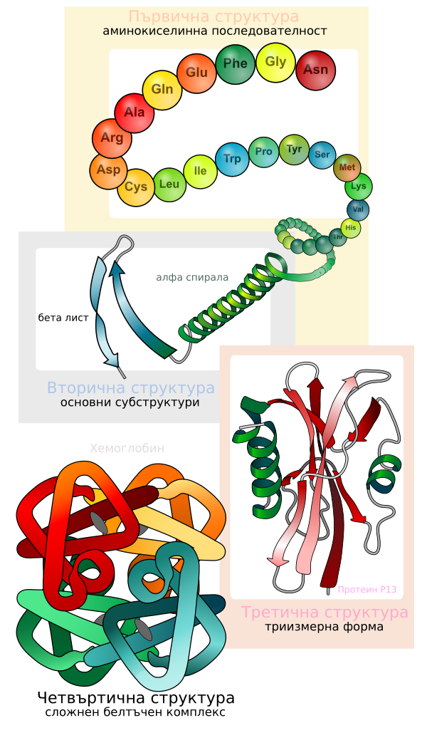 Main Protein Structure Levels Bg
