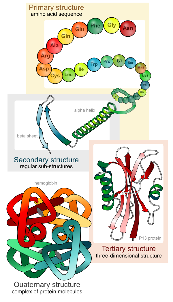 Main Protein Structure Levels En
