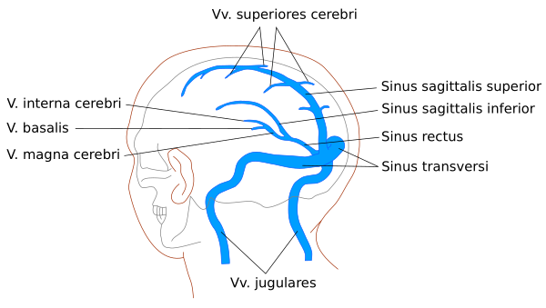 Main Veins And Sinuses Of The Human Brain (latin)