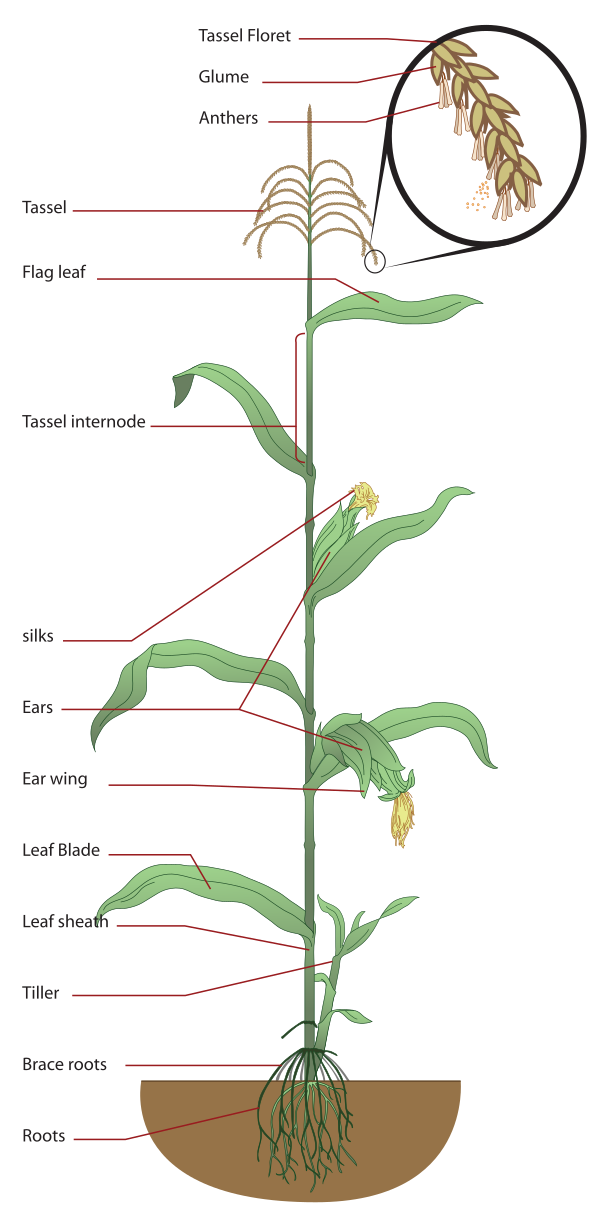 Maize Plant Diagram