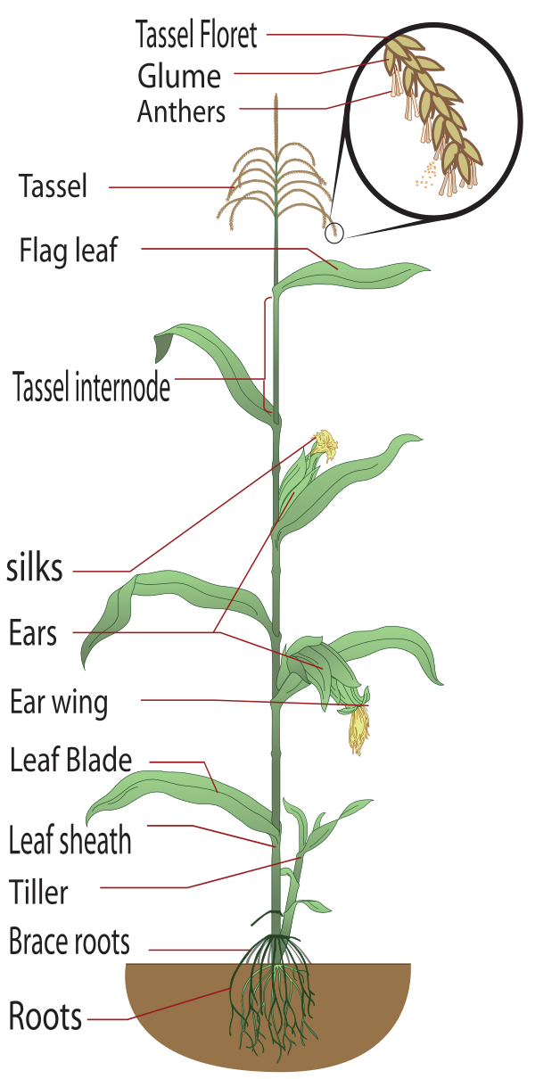 Maize Plant Diagram, Large Labels