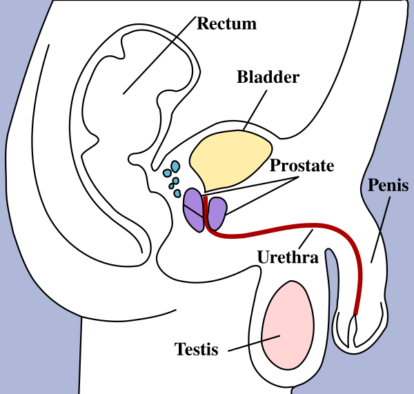 Male Pelvic Structures