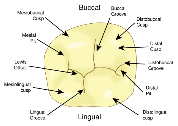Mandibular 1st Molar