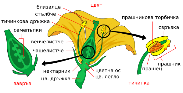 Mature Flower Diagram Bg