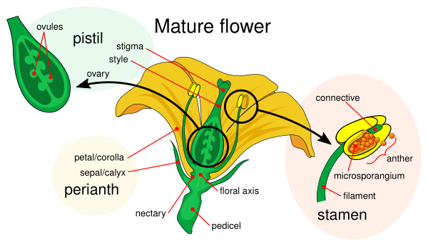 Mature Flower Diagram Vector